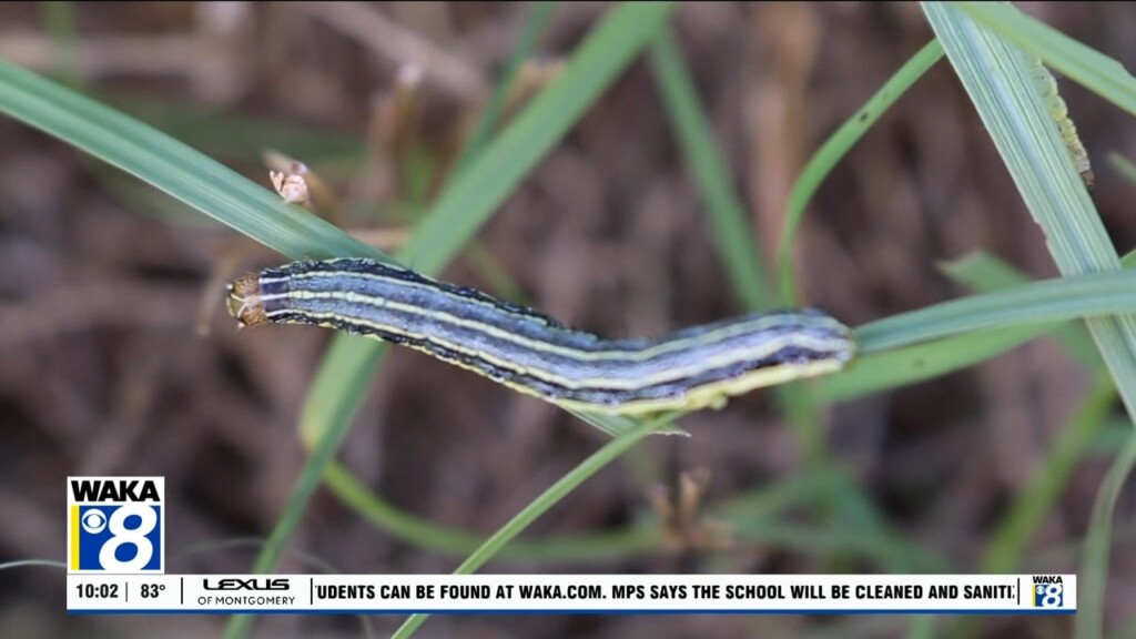 Alabama Faces An Outbreak Of Fall Armyworms