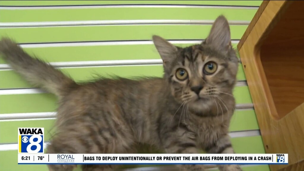 Pets Of The Week: Aug. 5