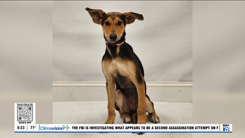 Pets Of The Week: Sept. 16
