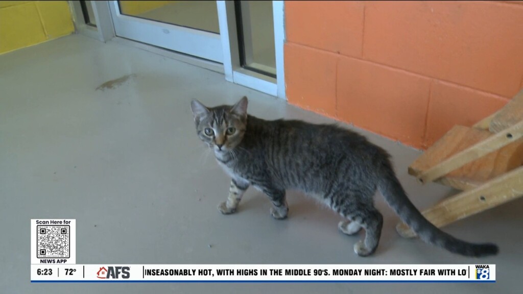 Pets Of The Week: Sept. 23