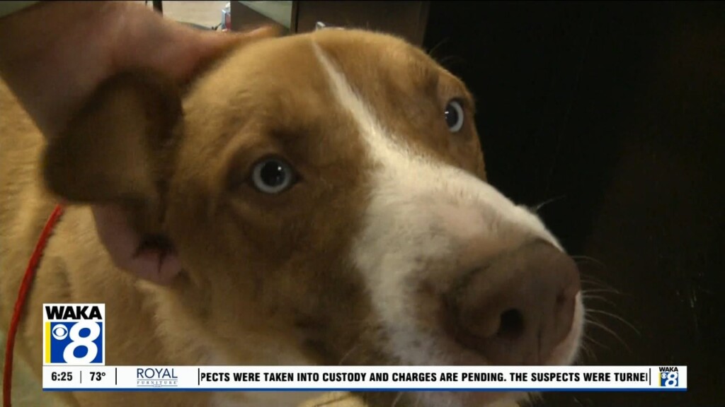 Pets Of The Week: Sept. 2