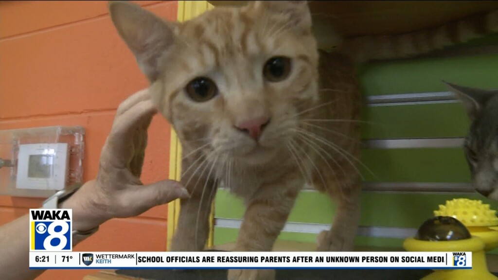 Pets Of The Week: Sept. 9