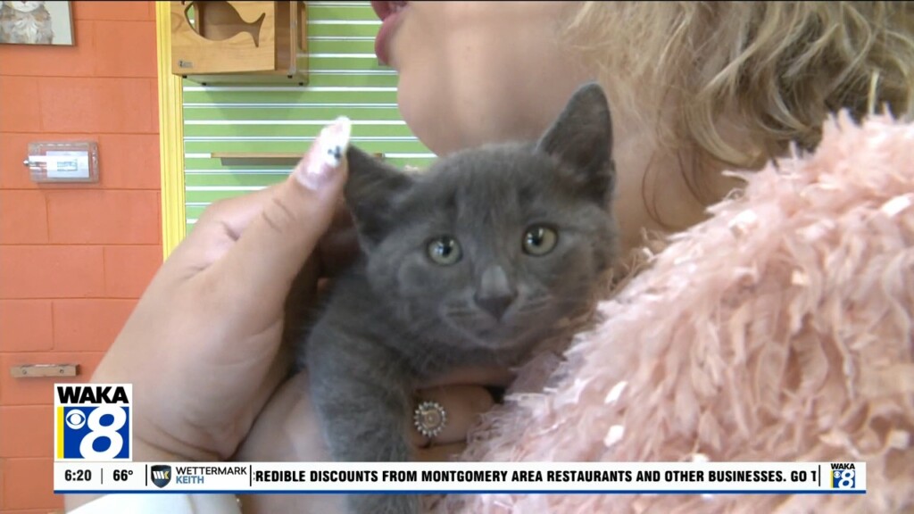 Pets Of The Week: Oct. 14
