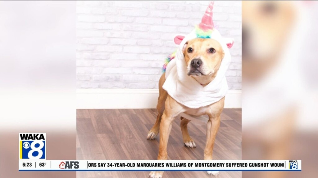 Pets Of The Week: Oct. 28