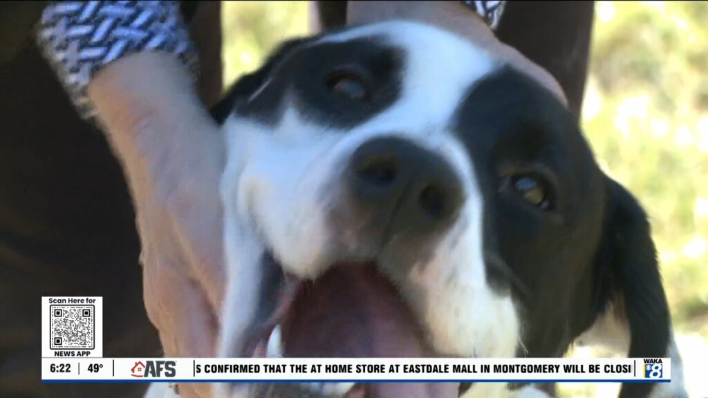 Pets Of The Week: Oct. 21
