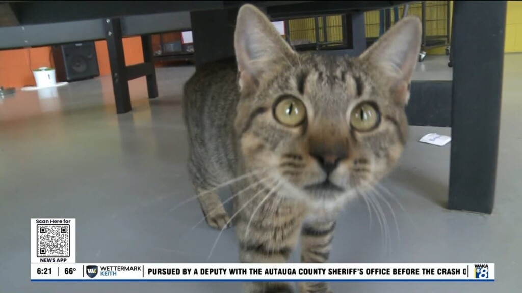 Pets Of The Week: Nov. 4