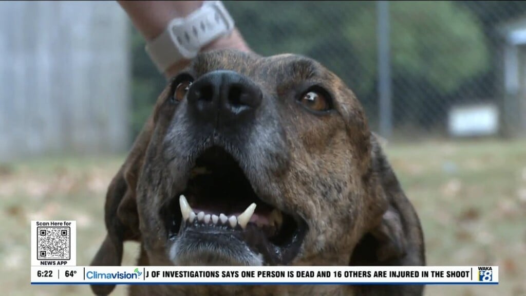 Pets Of The Week: Nov. 11