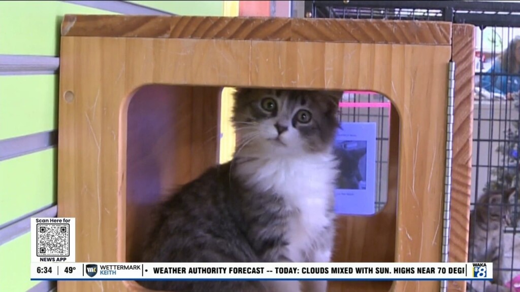 Pets Of The Week: Dec. 16