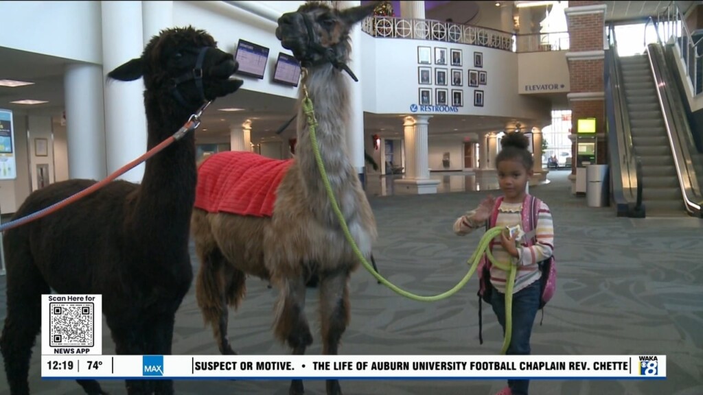 Airport Petting Zoo 121624