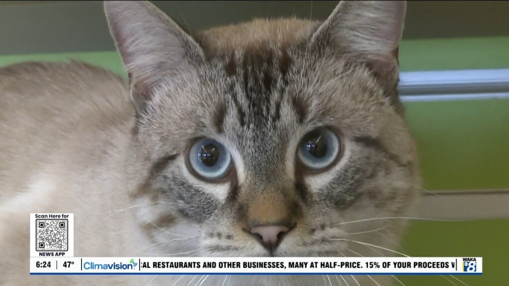 Pets Of The Week: Jan. 6