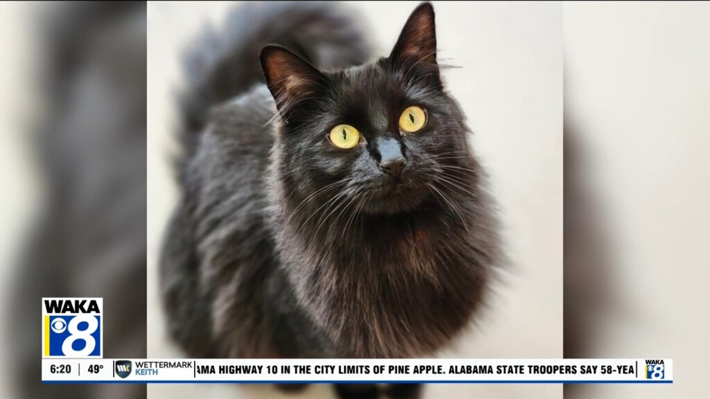 Pets Of The Week: Jan. 27