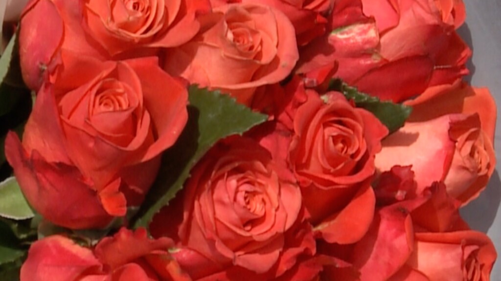 Waka Walvalentines0214 Pkg2