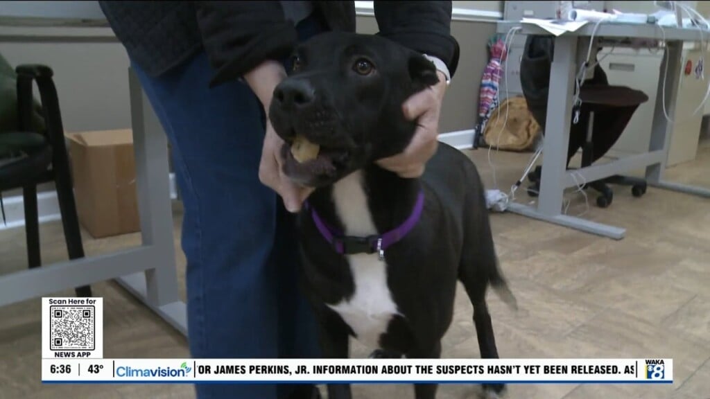 Pets Of The Week: Feb. 3