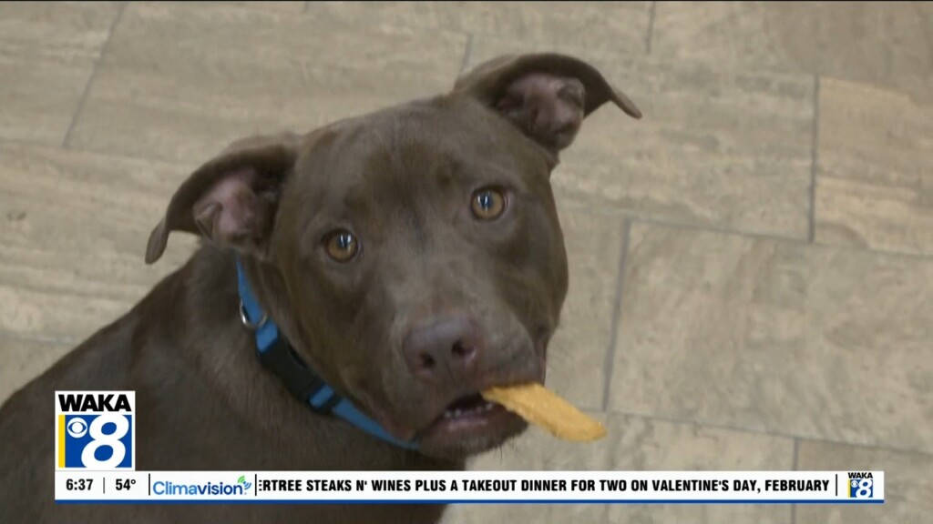 Pets Of The Week: Feb. 10