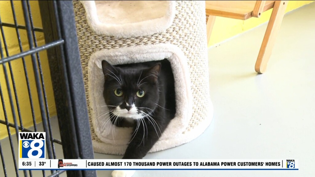 Pets Of The Week: Feb. 17