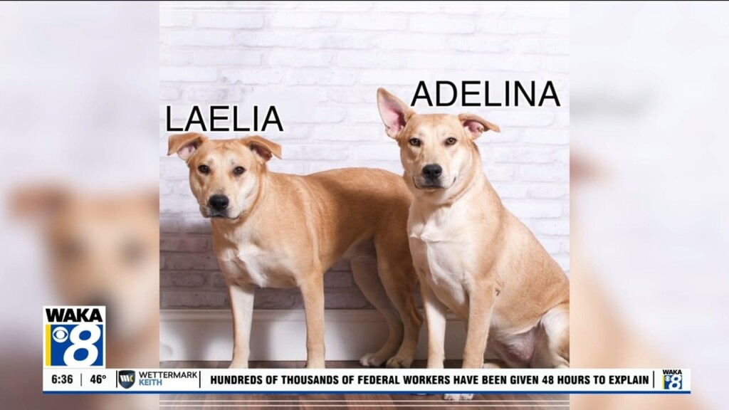 Pets Of The Week: Feb. 24