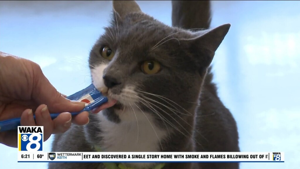Pets Of The Week: March 24
