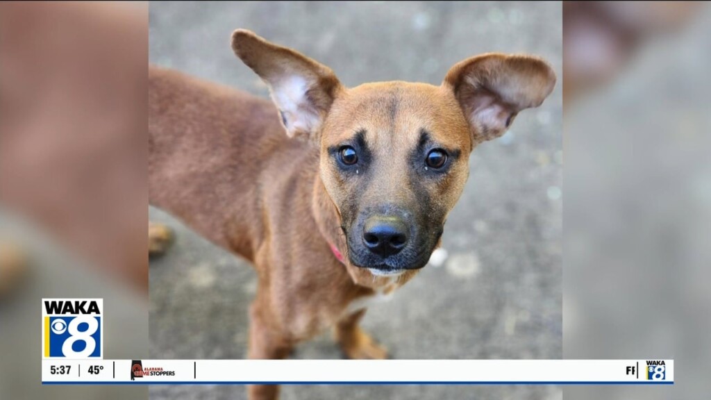Pets Of The Week: March 17