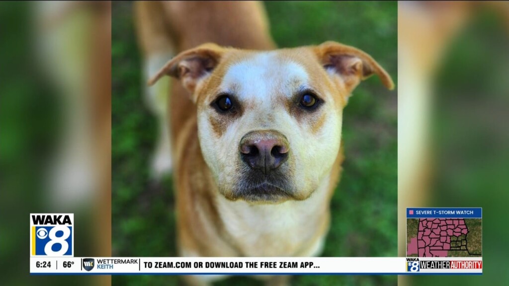 Pets Of The Week: March 31
