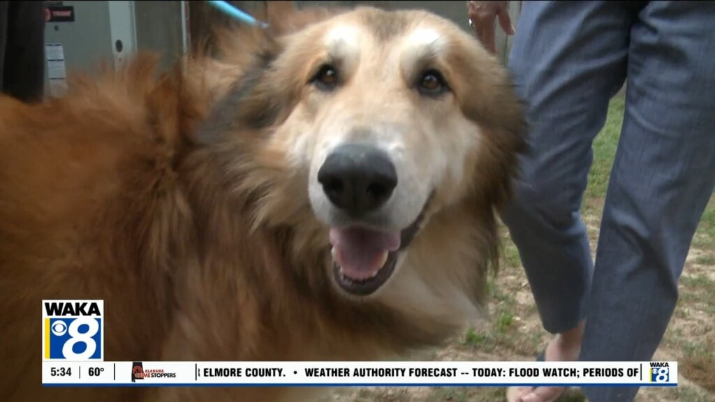 Pets Of The Week: April 7