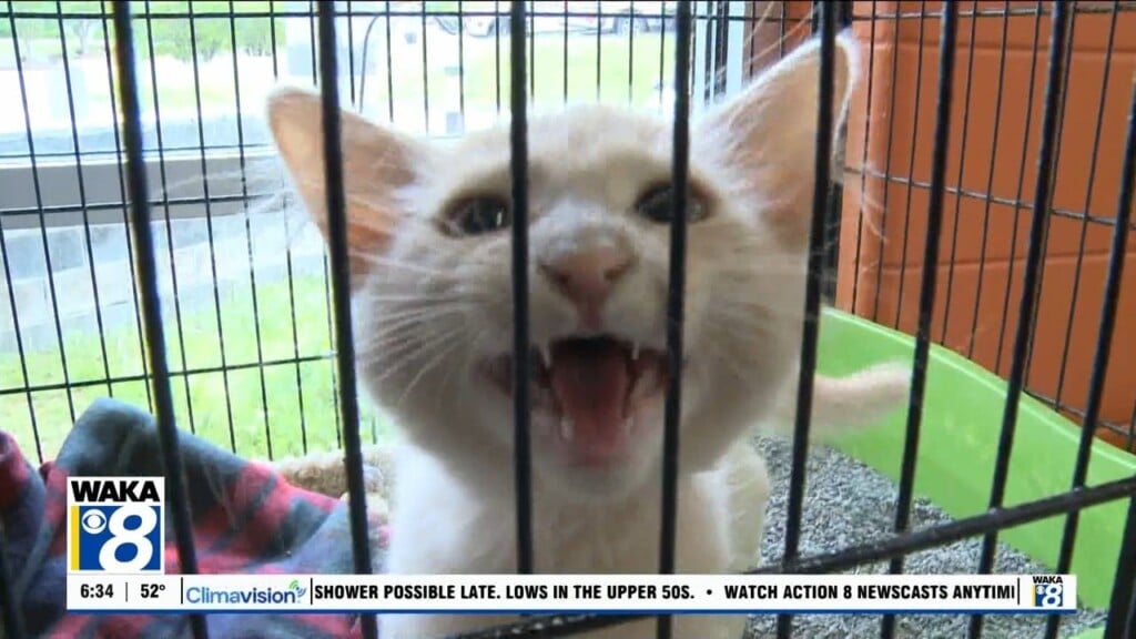 Pets Of The Week: April 14
