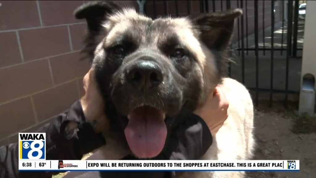 Pets Of The Week: April 21