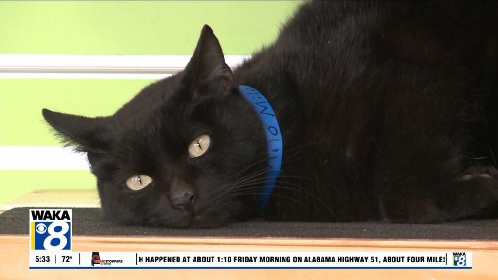 Pets Of The Week: May 19