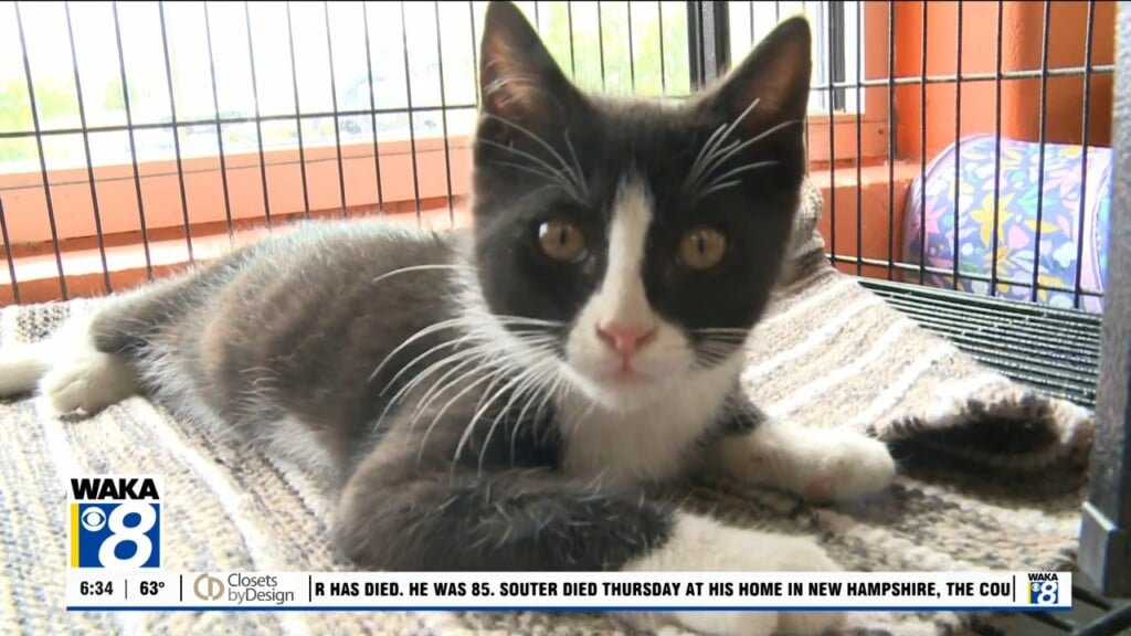 Pets Of The Week: May 12