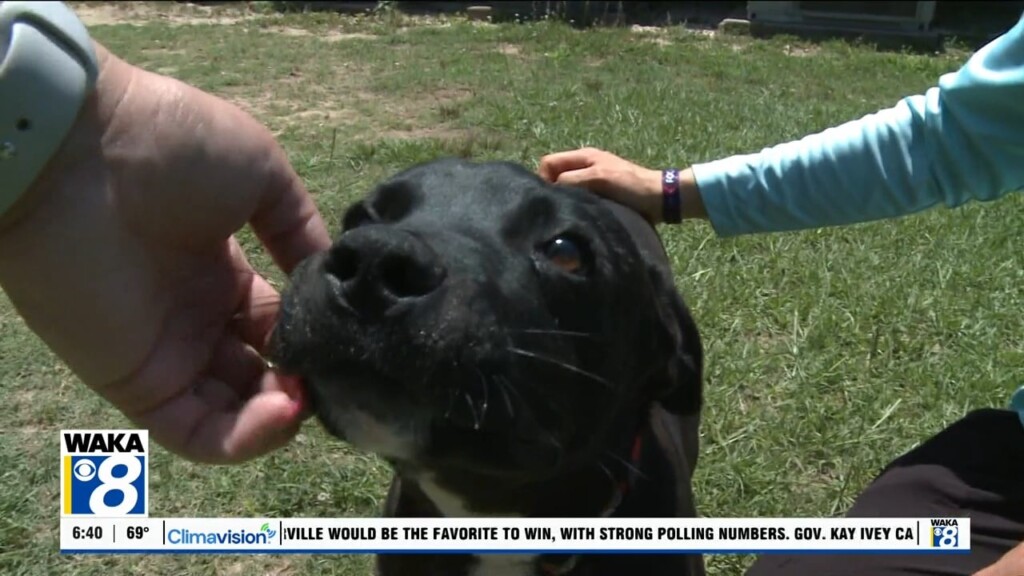 Pets Of The Week: May 26