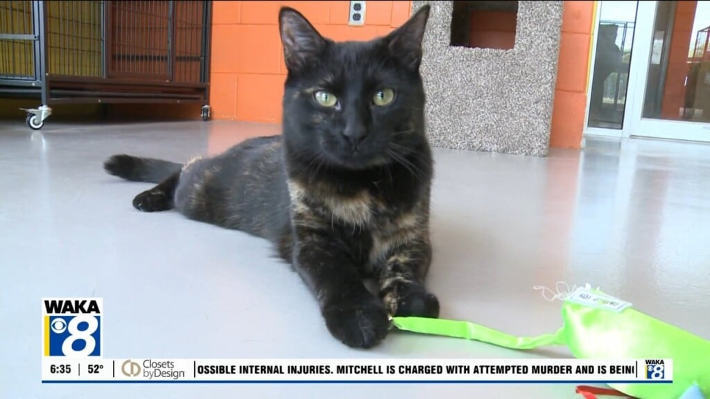 Pets Of The Week: May 5