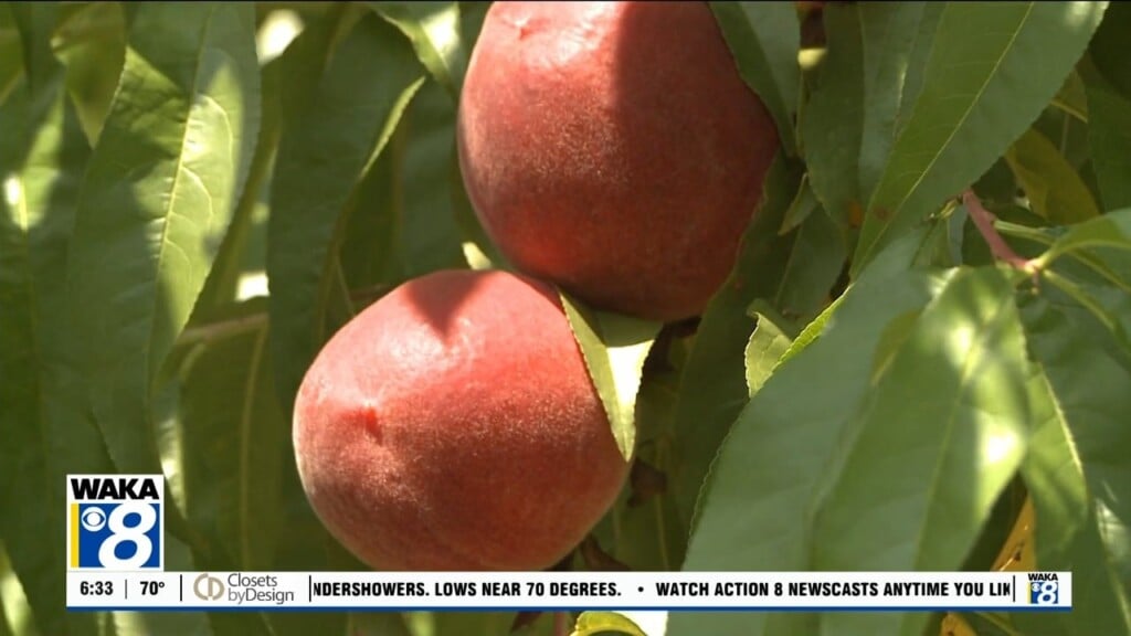 Chilton County Peaches 060425