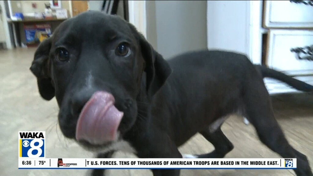 Pets Of The Week: June 23