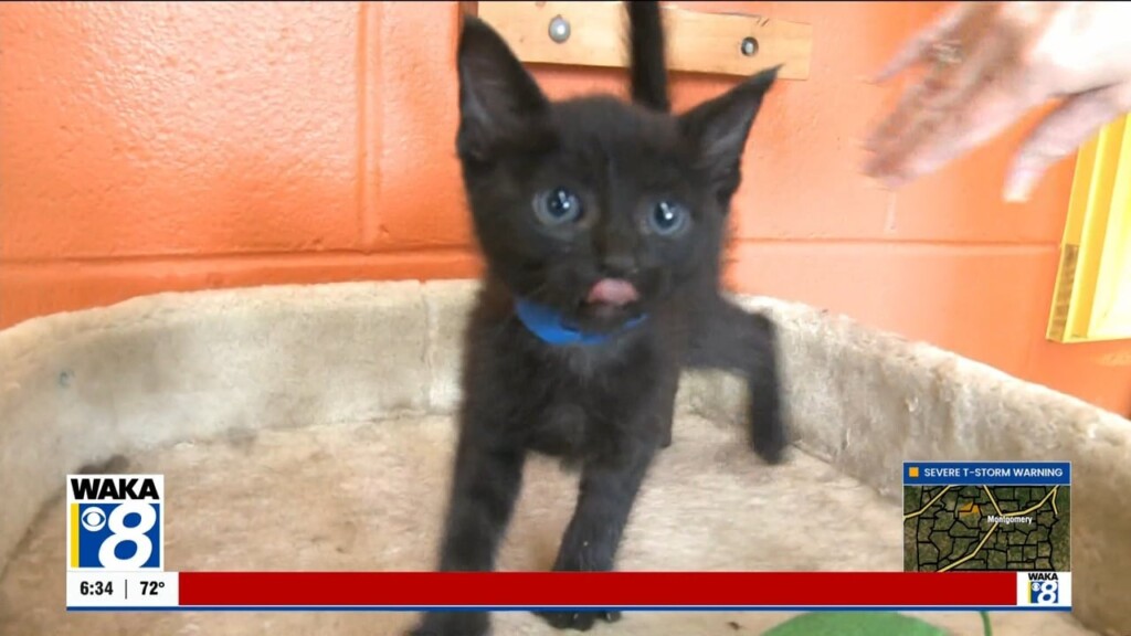 Pets Of The Week: June 9
