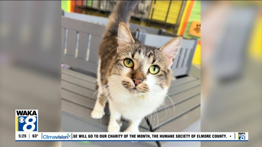 Pets Of The Week: June 2