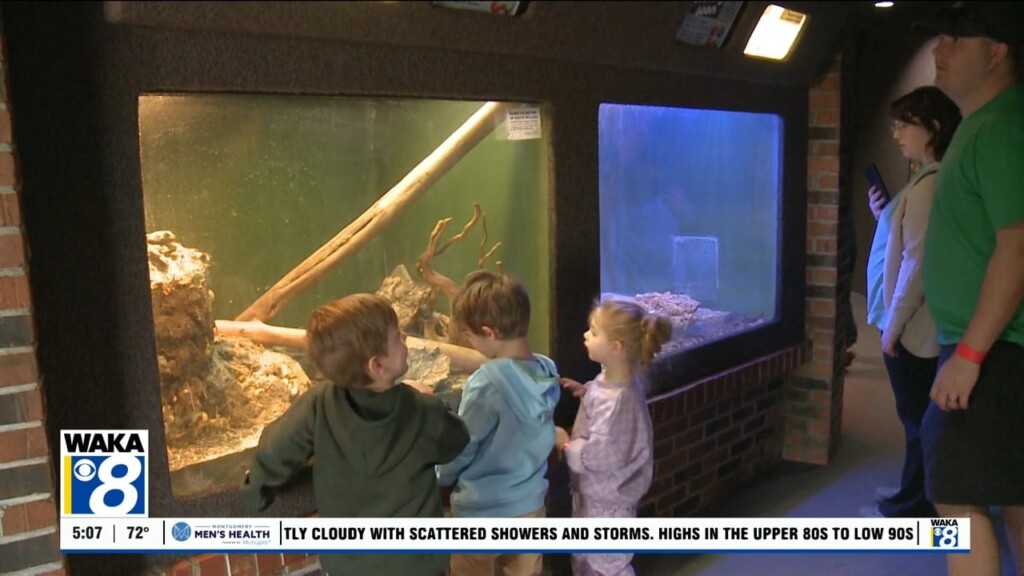Mgm Reptile Junction