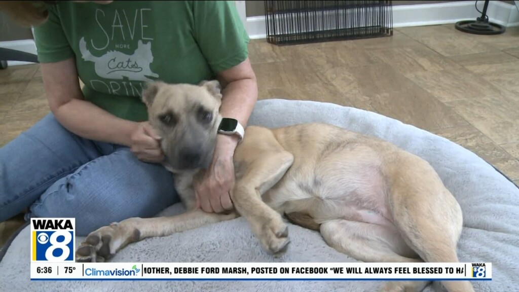 7 7 25 Pets Of The Week
