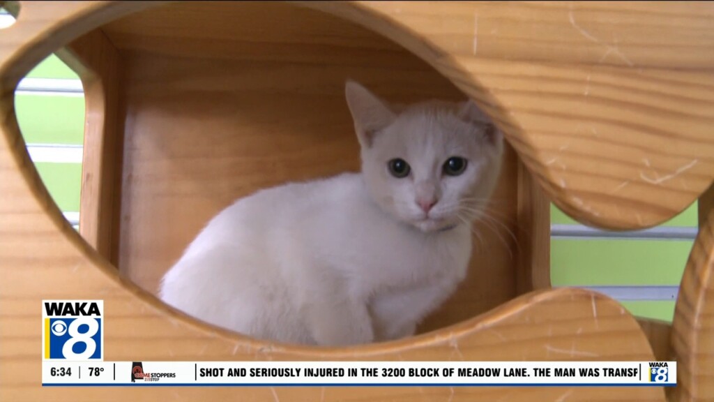 Pets Of The Week: July 21