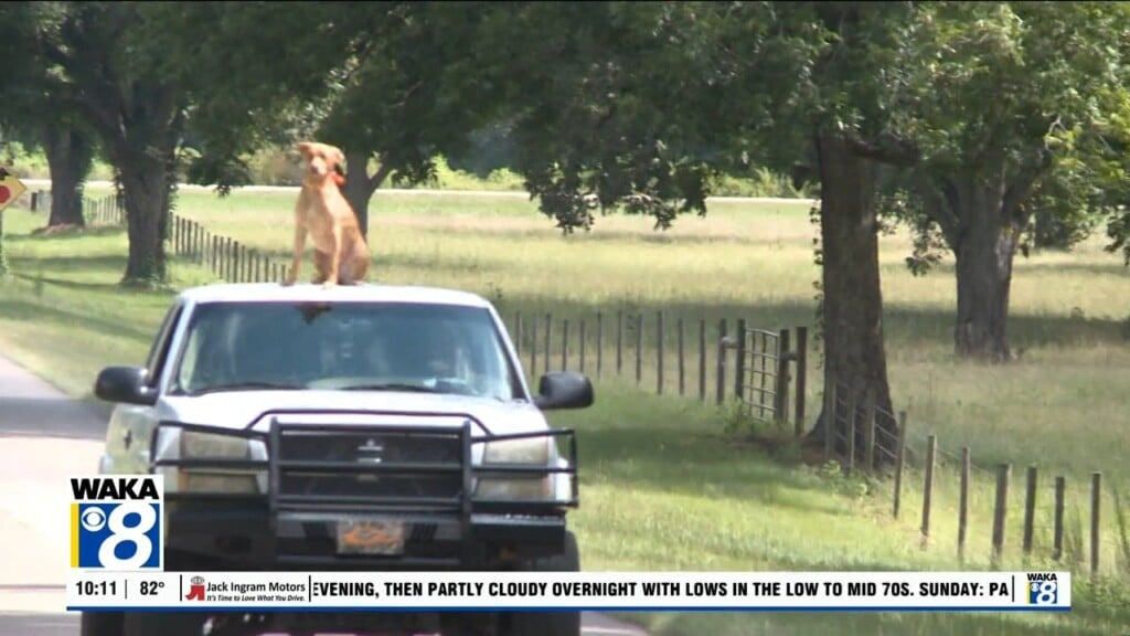 Hunting Dog Enjoys Joyful Rides Around Town On Roof Of Best Friend's Truck