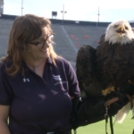 Auburn Tigers