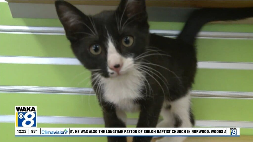 Pets Of The Week: Aug. 18