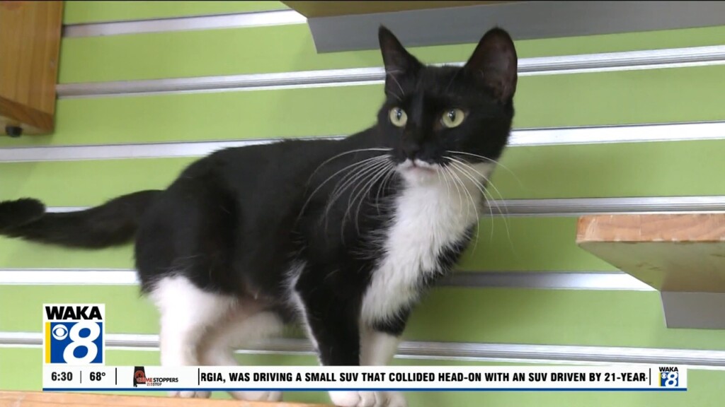 Pets Of The Week: August 4