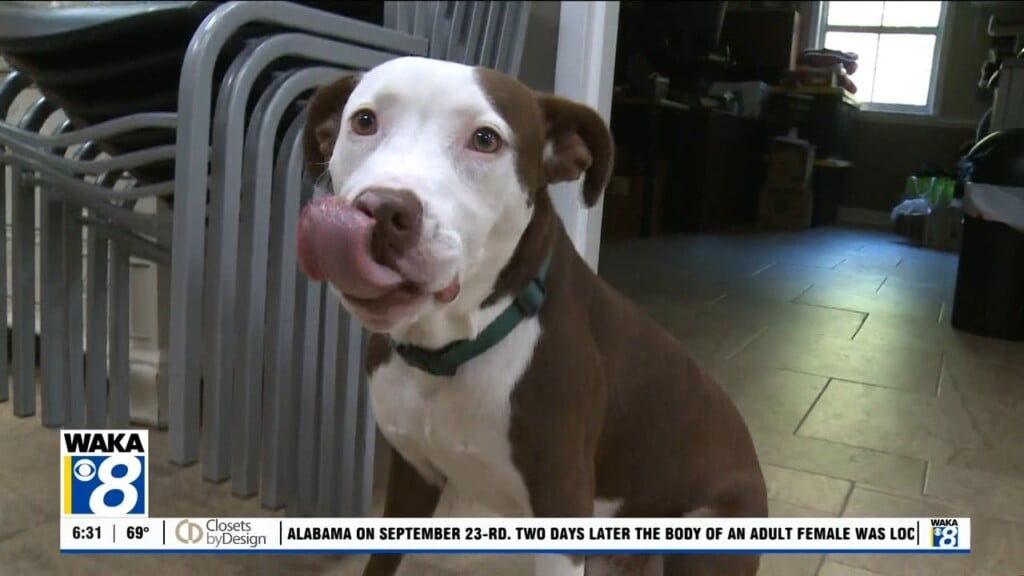 Pets Of The Week: Sept. 29