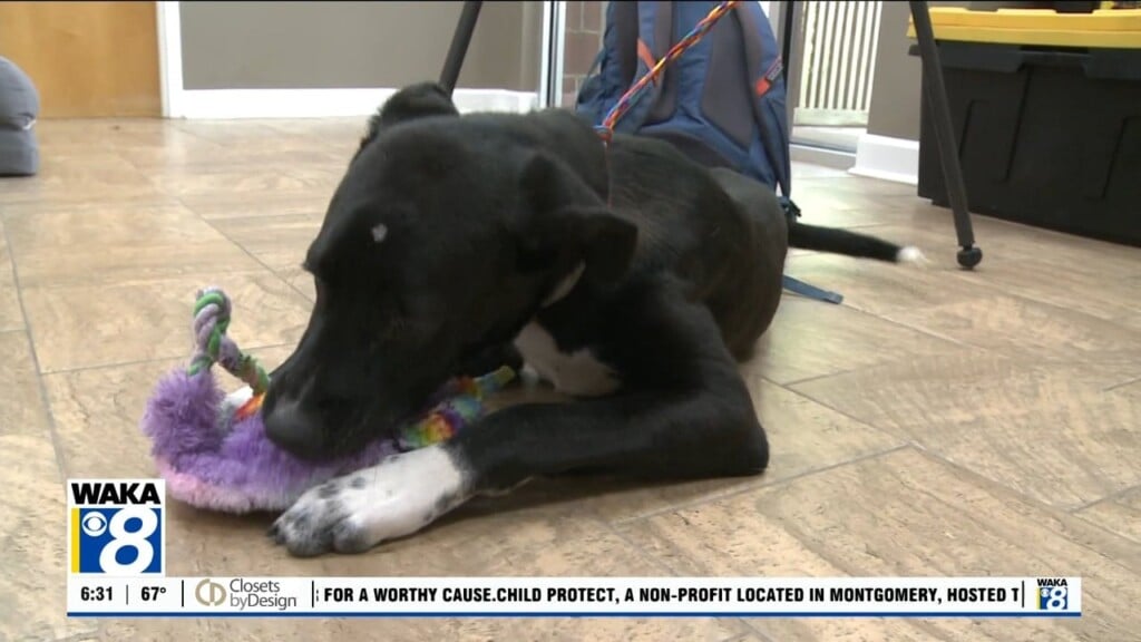 Pets Of The Week 9 15 25