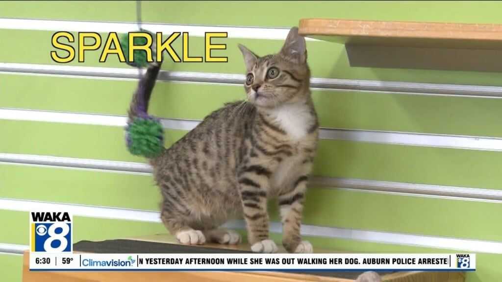 Pets Of The Week: Sept. 8
