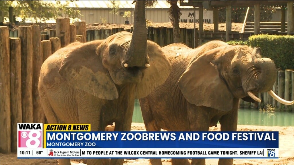 Zoobrews 101925
