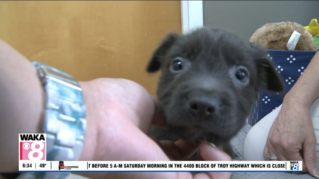 Pets Of The Week 102025