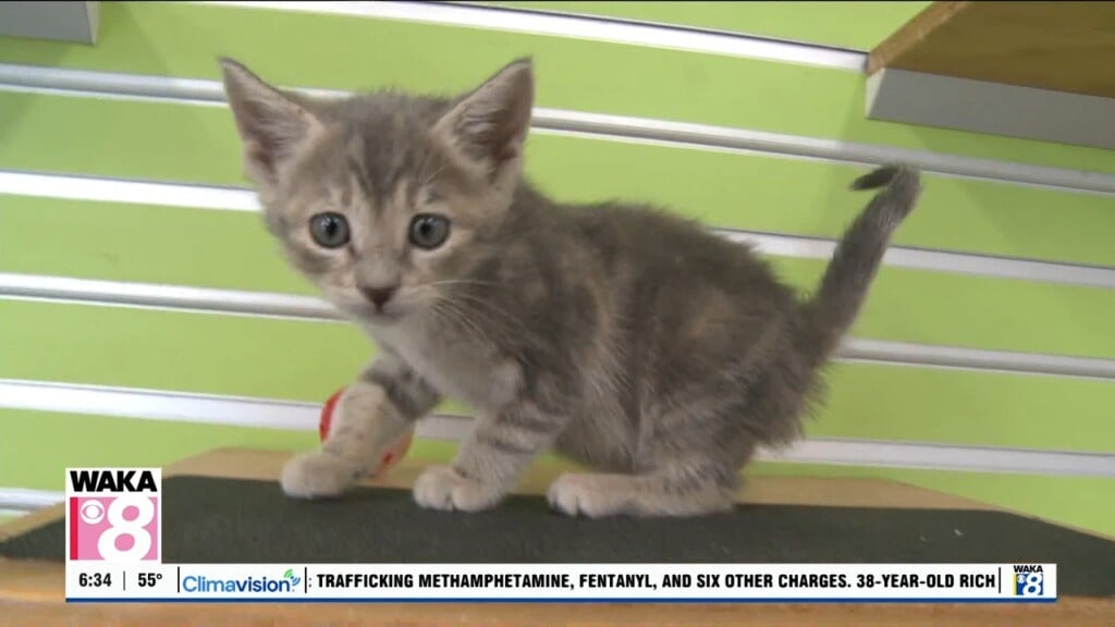Pets Of The Week: Oct. 13