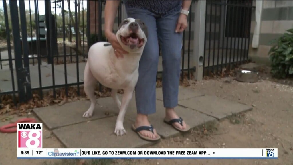 Pets Of The Week 10 6 25