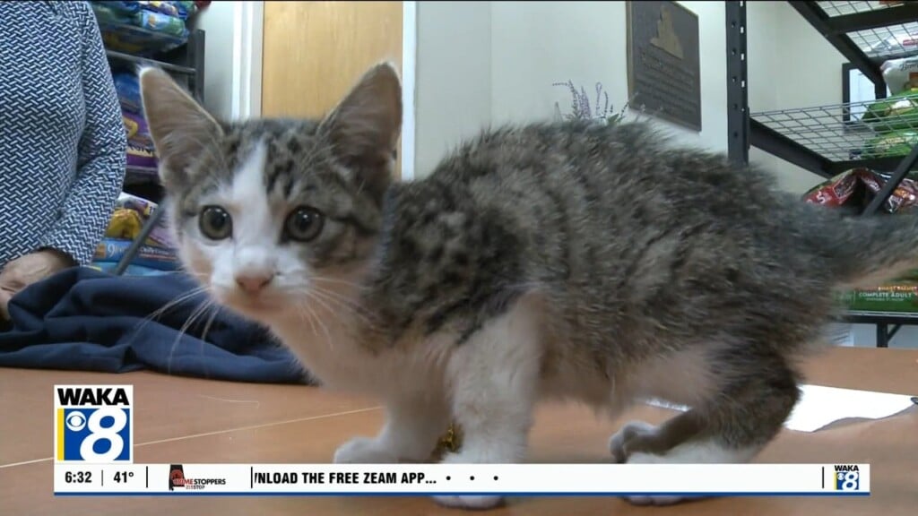 Pets Of The Week: Nov. 3