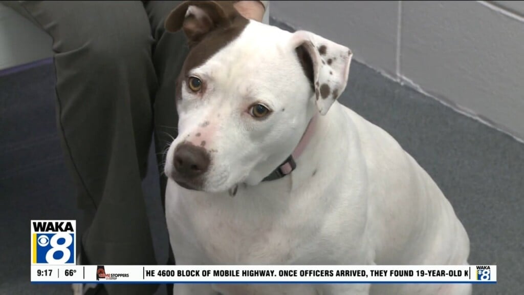 Pets Of The Week: Nov. 24